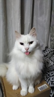 daifuku001.jpg